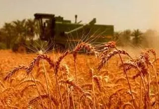 واریز ۳۰ هزار میلیارد تومان به حساب ۸۴ هزار و ۴۱۷ گندم‌کار سراسر کشور