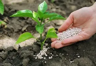 درج حق بیمه سهم کشاورز در قانون بودجه ۱۴۰۵