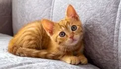 گربه نارنجی نماز، نمازگزاران یک مسجد را بهم ریخت /ببنید