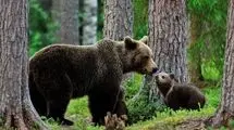 حمله وحشتناک خرس به یک گروه تبلیغاتی
