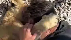 محرومیت یک‌ساله باغ وحش «نیر» یزد