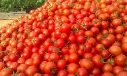 اعلام قیمت کالاهای خوراکی؛ افزایش ۴۳.۱ درصدی قیمت گوجه فرنگی در بازار