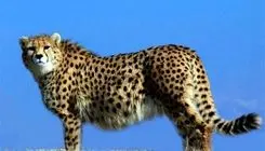 کسی از یوزهای ایرانی خبر دارد؟