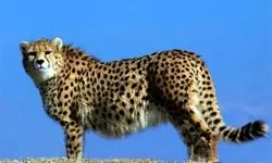 کسی از یوزهای ایرانی خبر دارد؟