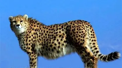 کسی از یوزهای ایرانی خبر دارد؟