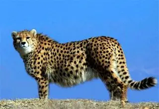 کسی از یوزهای ایرانی خبر دارد؟