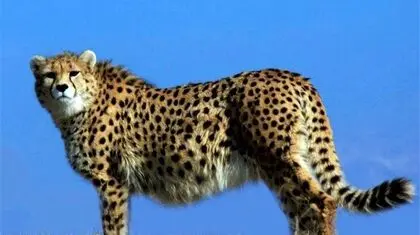 کسی از یوزهای ایرانی خبر دارد؟