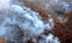 جنگل‌های الیت چالوس در چنگال آتش