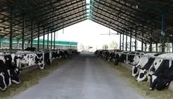 گلایه اتحادیه کارخانجات خوراک دام نسبت به عدم توزیع نهاده دامی