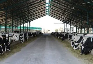 گلایه اتحادیه کارخانجات خوراک دام نسبت به عدم توزیع نهاده دامی