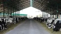 گلایه اتحادیه کارخانجات خوراک دام نسبت به عدم توزیع نهاده دامی