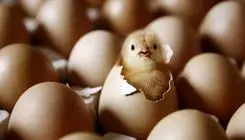 بالاخره تخم مرغ را بشوییم یا نه؟