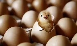 بالاخره تخم مرغ را بشوییم یا نه؟