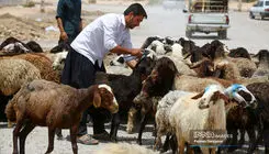 قیمت هرکیلو لاشه با نرخ ۸۵۰ هزارتومان در خرده فروشی ها توزیع می شود