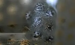 هشدار جدی در پردیسان؛ شیوع ویروس مرگبار گربه‌سانان