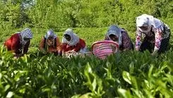 پرداخت ۵۸۰ میلیارد تومان از قدر السهم کارخانجات برای خرید برگ سبز چای