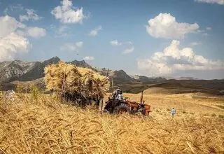 پرداخت ۷۳ درصد مطالبات گندمکاران