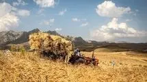 پرداخت ۷۳ درصد مطالبات گندمکاران