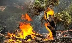 برای تکرار نشدن فاجعه آتش‌سوزی جنگل الیت چه باید کرد؟