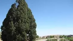قدیمی ترین درختان جهان