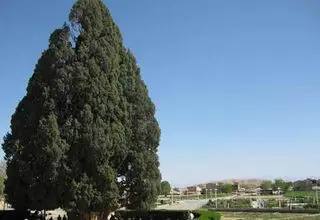 قدیمی ترین درختان جهان