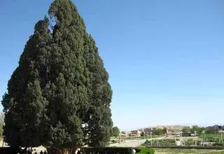 قدیمی ترین درختان جهان