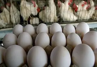 کاهش تولید تخم مرغ با گرانی نهاده‌ها
