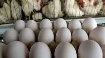 کاهش تولید تخم مرغ با گرانی نهاده‌ها
