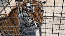جنجال باغ‌وحش جدید در انزلی؛ اختلاف سازمان محیط‌زیست و منطقه آزاد بالا گرفت