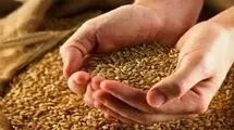 نحوه محاسبه حق بیمه گندم‌زارها مشخص شد