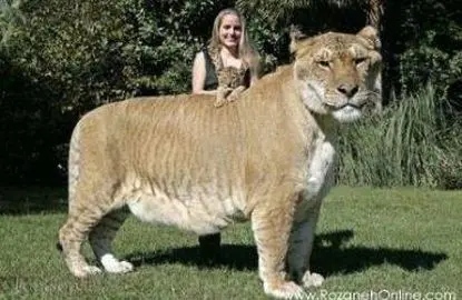 دورگه‌های شگفت‌انگیز جهان