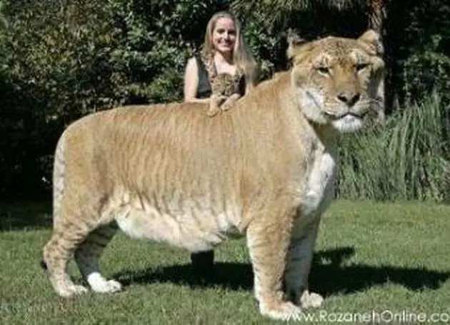 دورگه‌های شگفت‌انگیز جهان