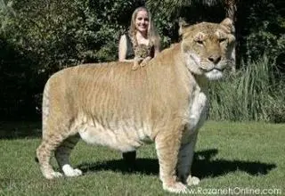 دورگه‌های شگفت‌انگیز جهان