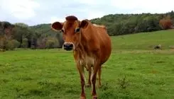 هوش باورنکردنی این گاو نابغه همه را شوکه کرد/ ببینید