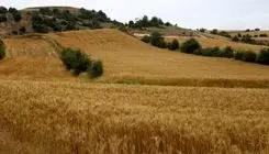 تولیدکنندگان براساس اعتبارسنجی با کیف پول اعتباری نهاده خریداری می‌کنند