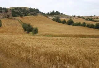 تولیدکنندگان براساس اعتبارسنجی با کیف پول اعتباری نهاده خریداری می‌کنند