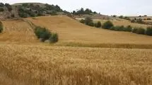 تولیدکنندگان براساس اعتبارسنجی با کیف پول اعتباری نهاده خریداری می‌کنند