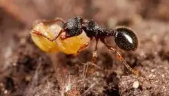 هوش مورچه‌ها برای سبز نشدن دانه‌ها