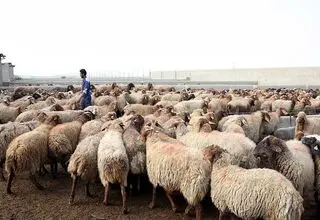 مسوولان چرا به جای واردات گوشت نهاده‌های دامی وارد نمی‌کنند؟