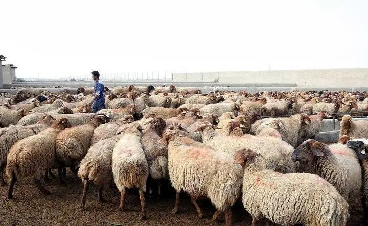 مسوولان چرا به جای واردات گوشت اقدام به واردات نهاده های دامی نمیکنند؟