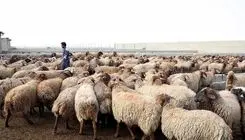 مسوولان چرا به جای واردات گوشت نهاده‌های دامی وارد نمی‌کنند؟