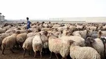 مسوولان چرا به جای واردات گوشت نهاده‌های دامی وارد نمی‌کنند؟