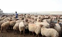 مسوولان چرا به جای واردات گوشت اقدام به واردات نهاده های دامی نمی‌کنند؟