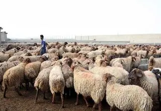 مسوولان چرا به جای واردات گوشت اقدام به واردات نهاده های دامی نمیکنند؟