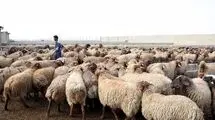 مسوولان چرا به جای واردات گوشت نهاده‌های دامی وارد نمی‌کنند؟