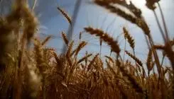 معامله هرکیلو گندم در بازار آزاد با نرخ ۳۵ هزار تومان؛ قیمت منطقی ۴۰ هزارتومان!