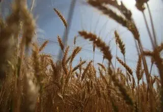 معامله هرکیلو گندم در بازار آزاد با نرخ ۳۵ هزار تومان؛ قیمت منطقی ۴۰ هزارتومان!