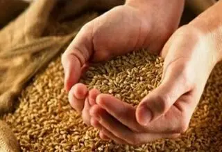 واریز بخش اول مطالبات گندم‌کاران به حساب کشاورزان