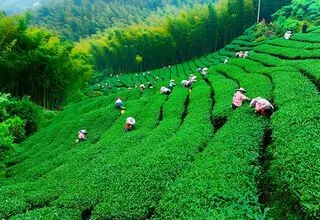  آغاز ثبت سفارش واردات چای سیاه از امروز