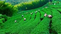  آغاز ثبت سفارش واردات چای سیاه از امروز